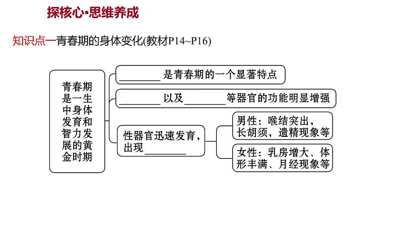 第四单元  第一章　人 的 由 来  第三节　青　春　期 课件 2022-2023 人教版生物 七年级下册第3页