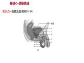 第四单元  第一章　人 的 由 来  第二节　人 的 生 殖 课件 2022-2023 人教版生物 七年级下册