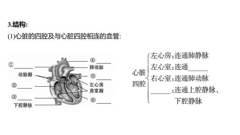 第四章　第三节　输送血液的泵——心脏 课件 2022-2023 人教版生物 七年级下册04