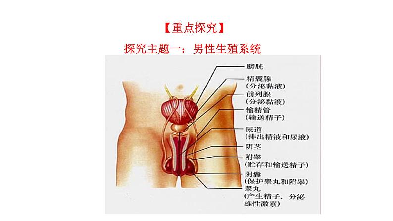 4.1.2 人的生殖新  多媒体课件 2022-2023 人教版生物 七年级下册第4页