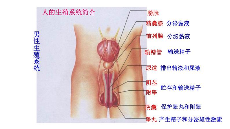 4.1.2 人的生殖新  多媒体课件 2022-2023 人教版生物 七年级下册第5页