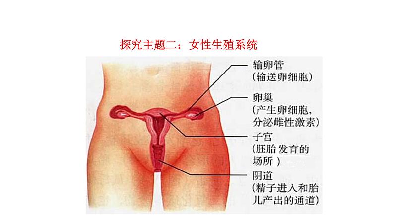 4.1.2 人的生殖新  多媒体课件 2022-2023 人教版生物 七年级下册第6页