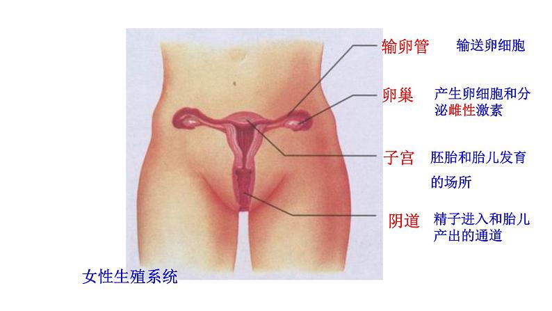 4.1.2 人的生殖新  多媒体课件 2022-2023 人教版生物 七年级下册第7页