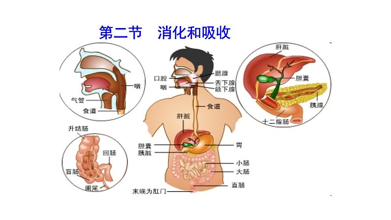 4.2.2 消化和吸收新  多媒体课件 2022-2023 人教版生物 七年级下册第1页