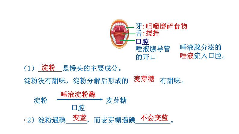 4.2.2 消化和吸收新  多媒体课件 2022-2023 人教版生物 七年级下册第6页