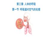 4.3.1 呼吸道对空气的处理新  多媒体课件 2022-2023 人教版生物 七年级下册
