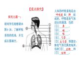 4.3.1 呼吸道对空气的处理新  多媒体课件 2022-2023 人教版生物 七年级下册