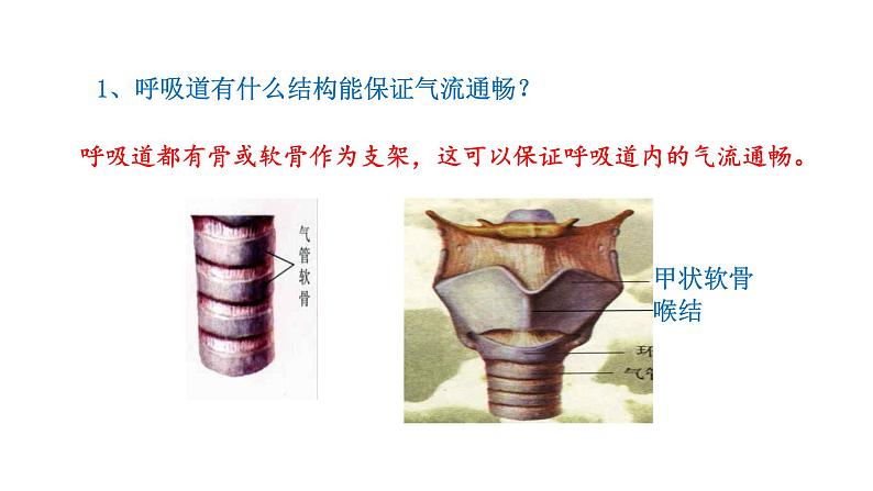 4.3.1 呼吸道对空气的处理新  多媒体课件 2022-2023 人教版生物 七年级下册第6页