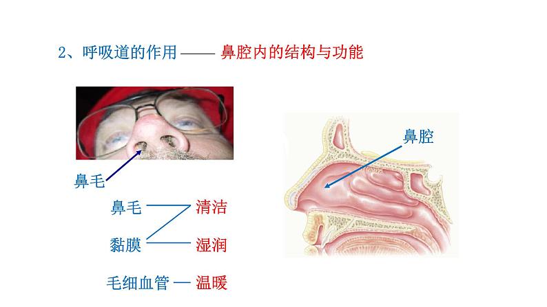 4.3.1 呼吸道对空气的处理新  多媒体课件 2022-2023 人教版生物 七年级下册第8页