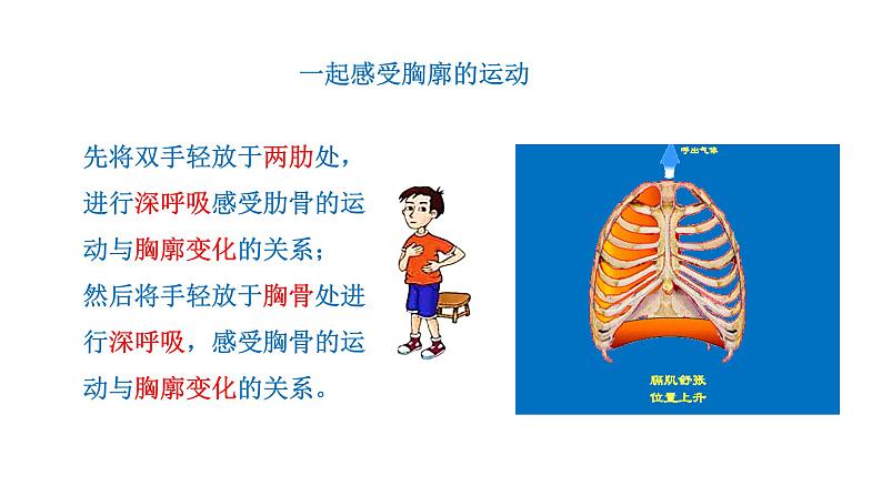 4.3.2 发生在肺内的气体交换新  多媒体课件 2022-2023 人教版生物 七年级下册第5页