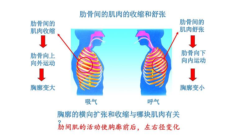 4.3.2 发生在肺内的气体交换新  多媒体课件 2022-2023 人教版生物 七年级下册第7页