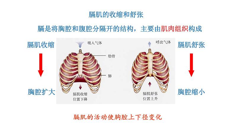 4.3.2 发生在肺内的气体交换新  多媒体课件 2022-2023 人教版生物 七年级下册第8页