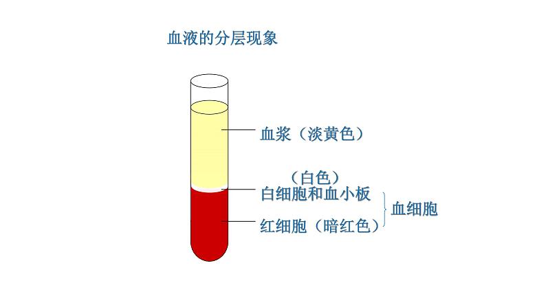 4.4.1 流动的组织——血液新  多媒体课件 2022-2023 人教版生物 七年级下册05