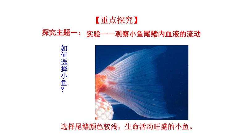 4.4.2 血流的管道——血管新  多媒体课件 2022-2023 人教版生物 七年级下册04