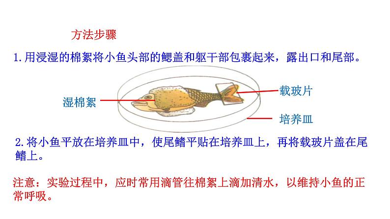 4.4.2 血流的管道——血管新  多媒体课件 2022-2023 人教版生物 七年级下册05