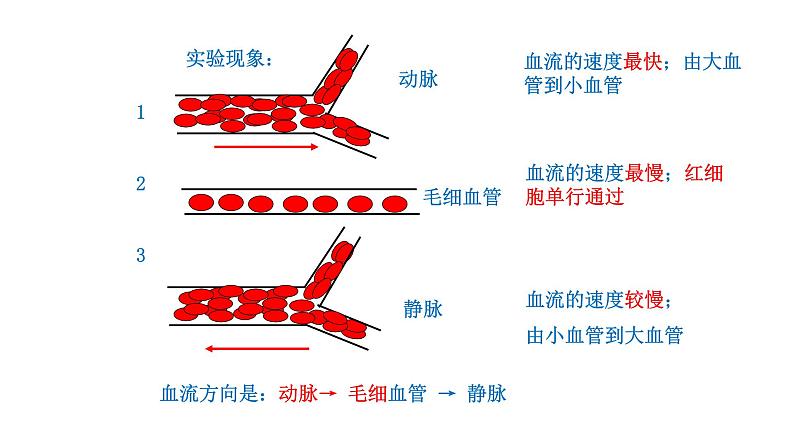 4.4.2 血流的管道——血管新  多媒体课件 2022-2023 人教版生物 七年级下册07