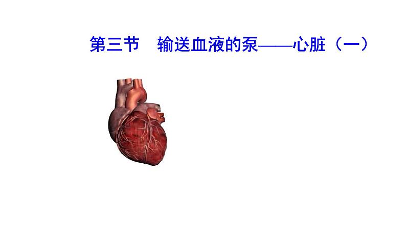 4.4.3 输送血液的泵——心脏（一）新  多媒体课件 2022-2023 人教版生物 七年级下册第1页