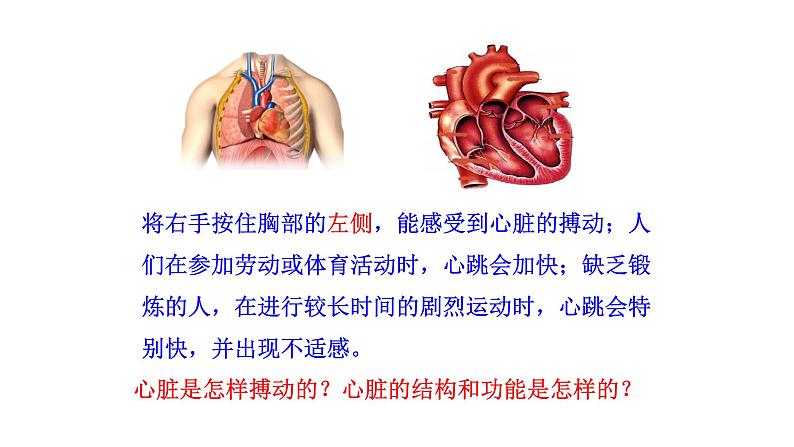 4.4.3 输送血液的泵——心脏（一）新  多媒体课件 2022-2023 人教版生物 七年级下册第3页