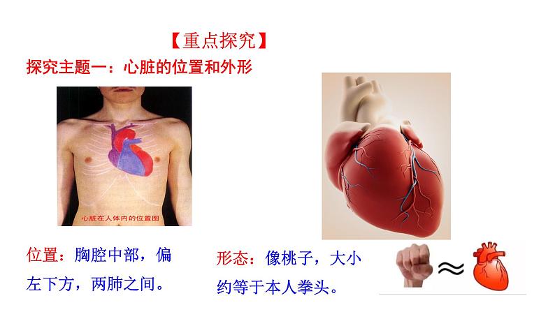 4.4.3 输送血液的泵——心脏（一）新  多媒体课件 2022-2023 人教版生物 七年级下册第5页