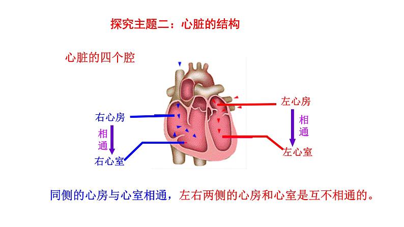 4.4.3 输送血液的泵——心脏（一）新  多媒体课件 2022-2023 人教版生物 七年级下册第7页