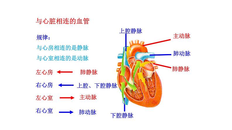 4.4.3 输送血液的泵——心脏（一）新  多媒体课件 2022-2023 人教版生物 七年级下册第8页