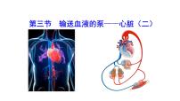 初中生物人教版 (新课标)七年级下册第四单元 生物圈中的人第四章 人体内物质的运输第三节 输送血液的泵──心脏授课ppt课件