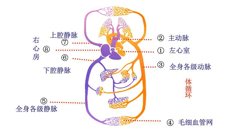 4.4.3 输送血液的泵——心脏（二）新  多媒体课件 2022-2023 人教版生物 七年级下册第6页