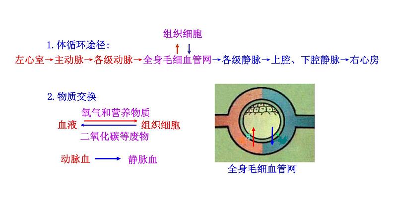 4.4.3 输送血液的泵——心脏（二）新  多媒体课件 2022-2023 人教版生物 七年级下册第7页