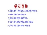 4.6.1 人体对外界环境的感知新  多媒体课件 2022-2023 人教版生物 七年级下册