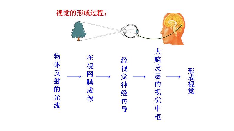 4.6.1 人体对外界环境的感知新  多媒体课件 2022-2023 人教版生物 七年级下册第8页