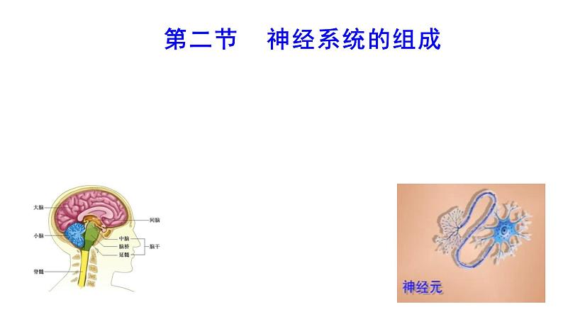 4.6.2 神经系统的组成  多媒体课件 2022-2023 人教版生物 七年级下册第1页