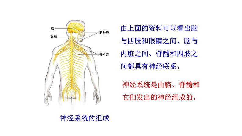 4.6.2 神经系统的组成  多媒体课件 2022-2023 人教版生物 七年级下册第7页