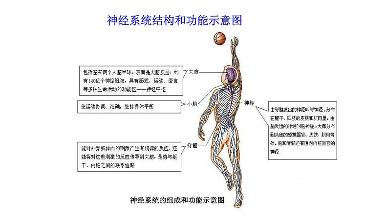 4.6.2 神经系统的组成  多媒体课件 2022-2023 人教版生物 七年级下册第8页