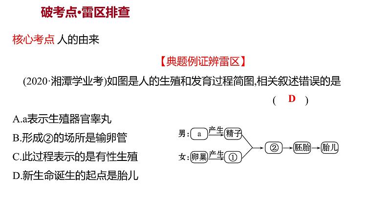 单元复习课  第四单元  第一章 课件 2022-2023 人教版生物 七年级下册第4页