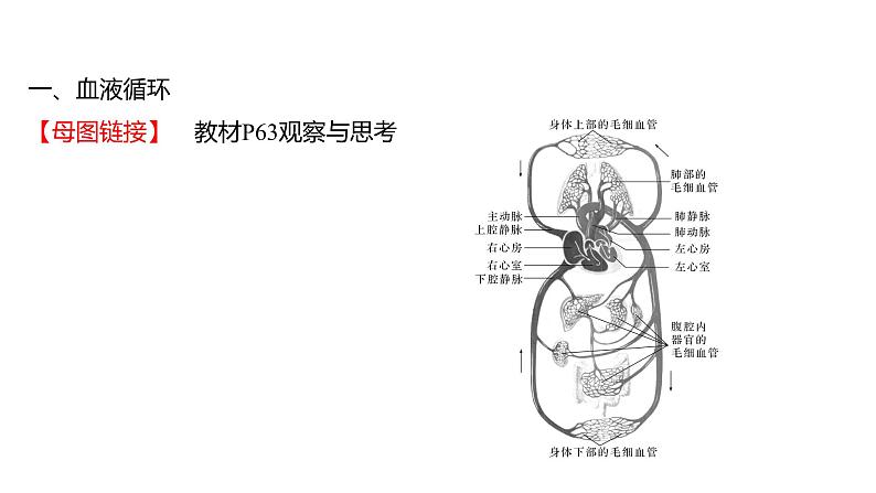 热考题型一　读 图 理 解 课件 2022-2023 人教版生物 七年级下册第2页