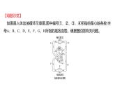 热考题型一　读 图 理 解 课件 2022-2023 人教版生物 七年级下册