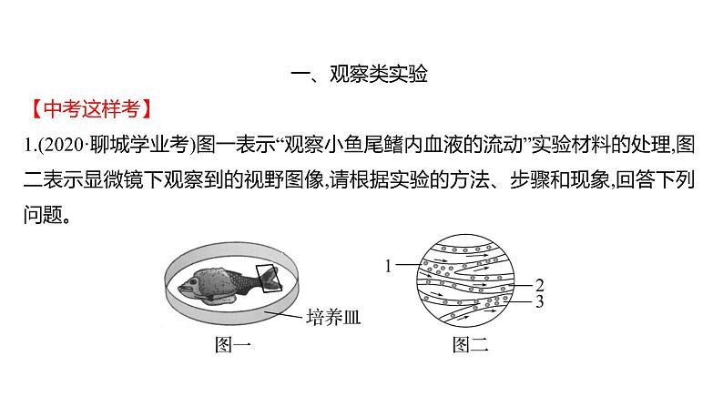 热考题型二　实 验 探 究 课件 2022-2023 人教版生物 七年级下册02