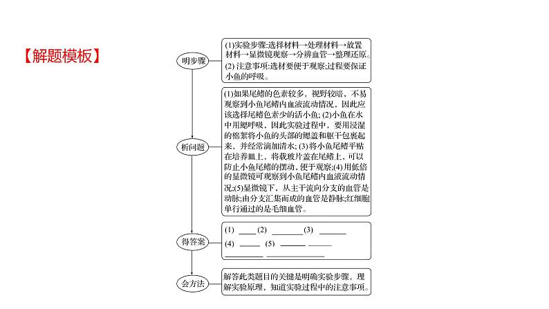 热考题型二　实 验 探 究 课件 2022-2023 人教版生物 七年级下册04