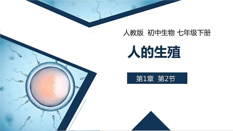 4.1.2 人的生殖 课件 初中生物人教版七年级下册课件+教案+学案+练习01