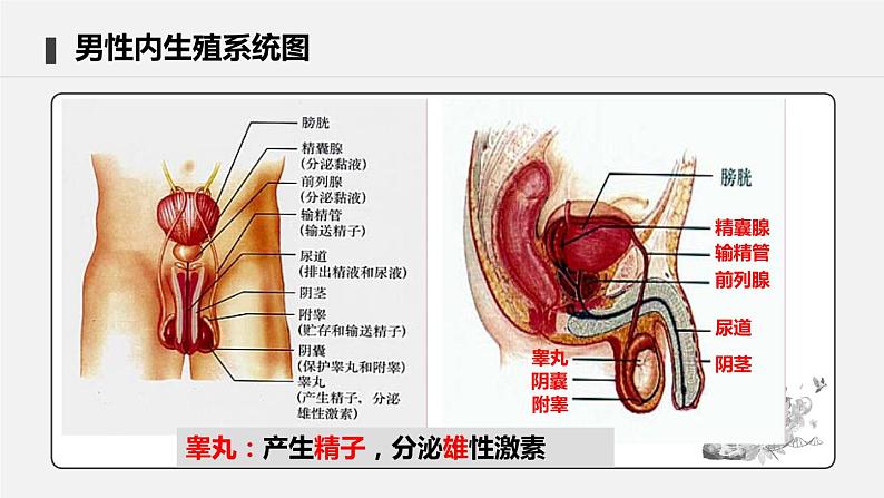 4.1.2 人的生殖 课件 初中生物人教版七年级下册课件+教案+学案+练习06