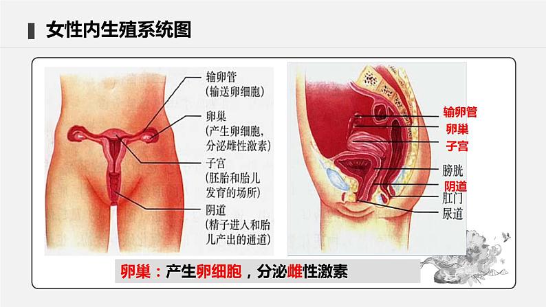 4.1.2 人的生殖 课件 初中生物人教版七年级下册课件+教案+学案+练习07