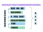 人教版七年级生物下册--2.2 消化和吸收（精品课件）