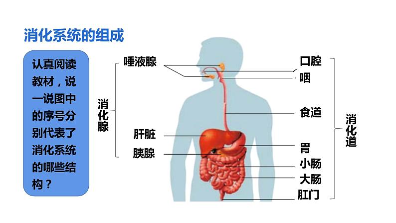 人教版七年级生物下册--2.2 消化和吸收（精品课件）第4页