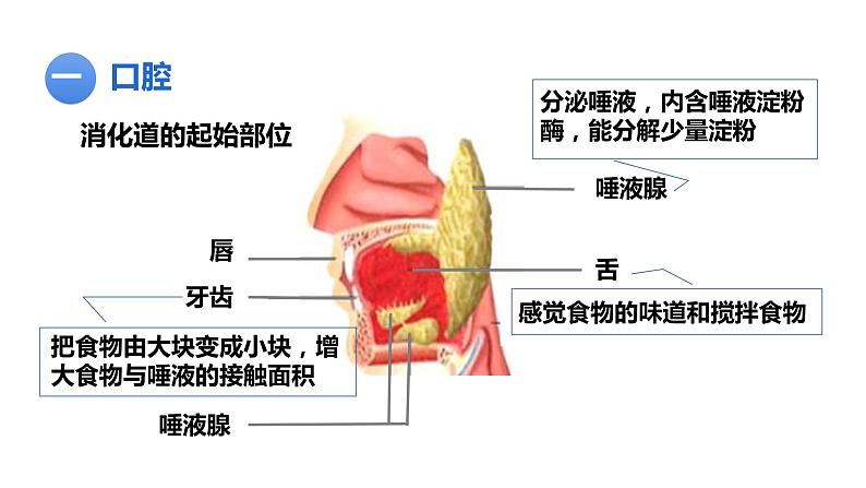 人教版七年级生物下册--2.2 消化和吸收（精品课件）第7页