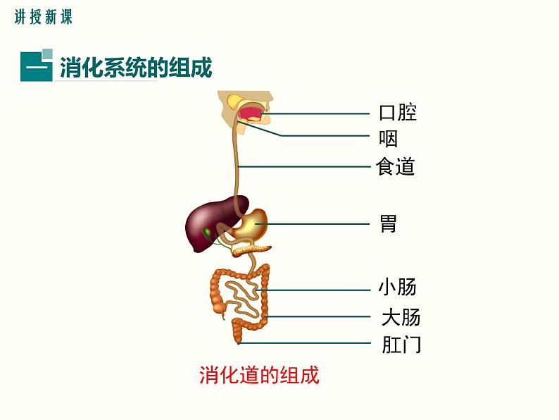 人教版七年级生物下册--2.2消化和吸收（精品课件）第7页