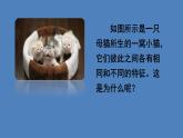 人教版八年级生物下册--7.2.1 基因控制生物的性状（课件）