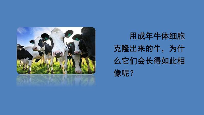 人教版八年级生物下册--7.2.1 基因控制生物的性状（课件）04