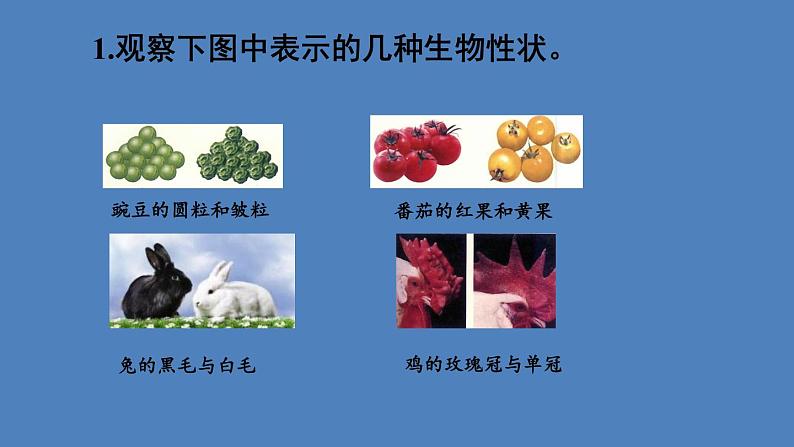 人教版八年级生物下册--7.2.1 基因控制生物的性状（课件）06