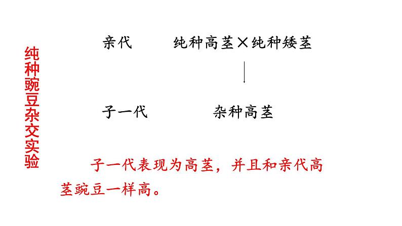 人教版八年级生物下册--7.2.3 基因的显性和隐性（课件）第8页