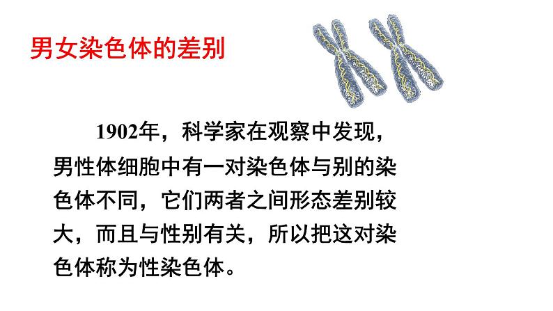 人教版八年级生物下册--7.2.4 人的性别遗传（课件）第3页